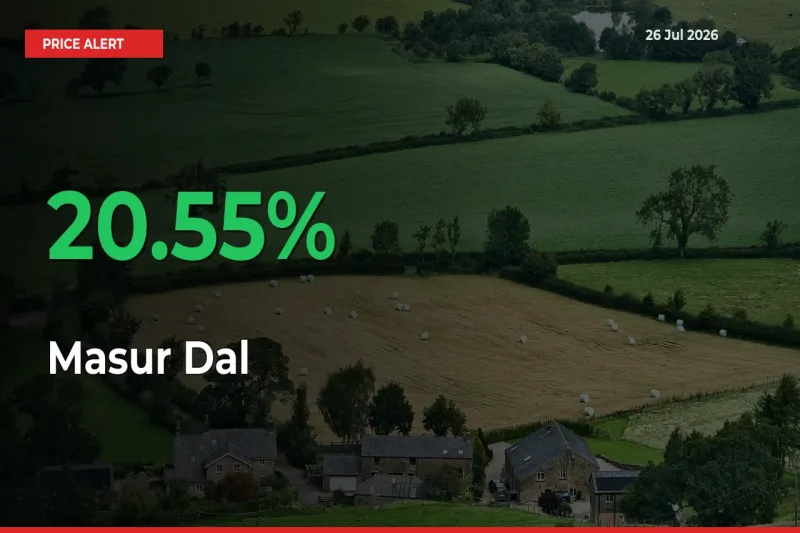 Big Rally! Masur Dal Climbs 20.55% in 24 Hours at Top Mandis
