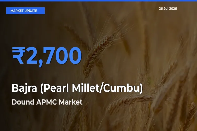 Market Watch: Dound APMC Becomes Top Mandi for Bajra (Pearl Millet/Cumbu)