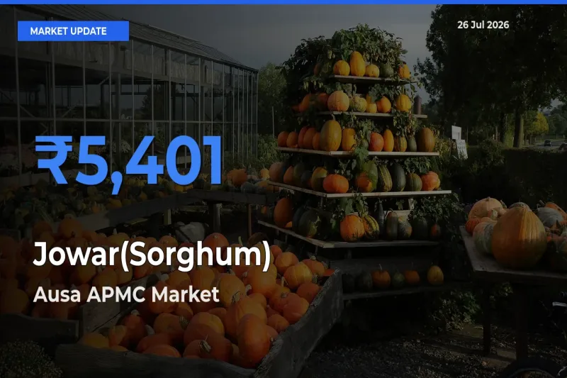 Ausa APMC Records Highest ₹5,401 Rate for Jowar(Sorghum)