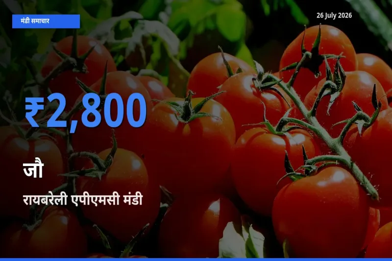 आज जौ के सबसे ज़्यादा दाम रायबरेली एपीएमसी मंडी में दर्ज