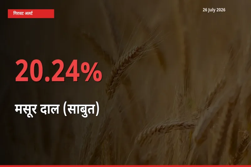 20.24% की गिरावट! मंडी में मसूर दाल (साबुत) के दाम अचानक टूटे