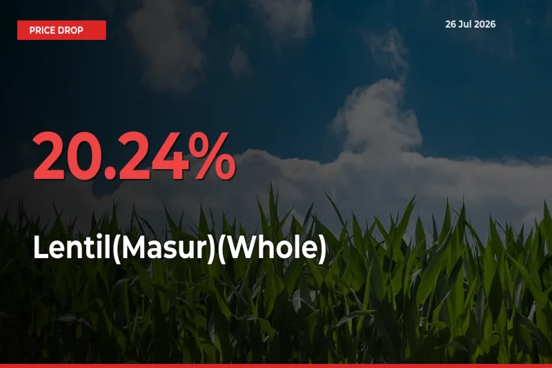 Lentil(Masur)(Whole) Falls 20.24% at Mandis