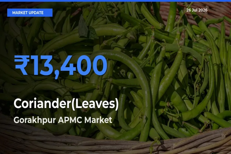 Gorakhpur APMC Tops Coriander(Leaves) Rates – July 26 Market Update