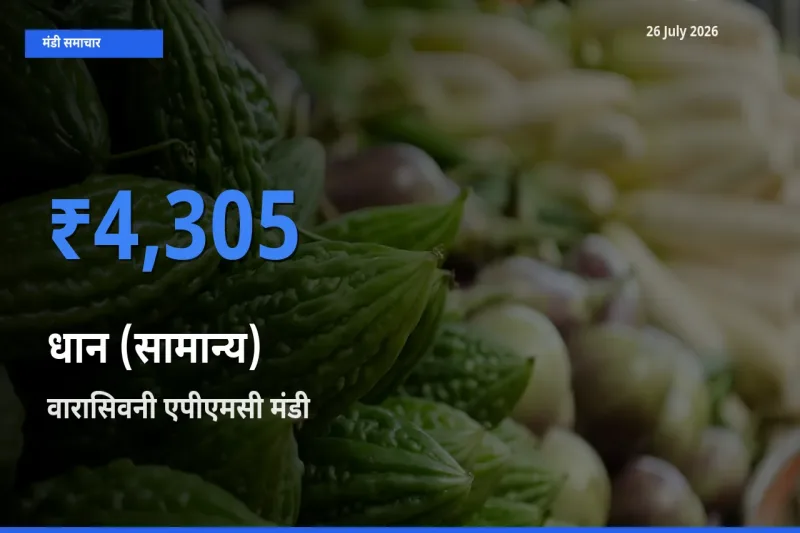 वारासिवनी एपीएमसी मंडी में आज धान (सामान्य) के सबसे ऊँचे दाम दर्ज
