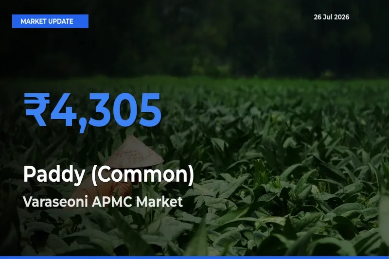 Varaseoni APMC Tops Paddy (Common) Mandi Rates Today
