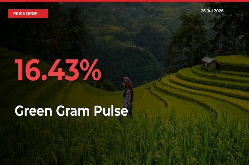 Sudden Shock! Green Gram Pulse Drops 16.43% in 24 Hours at Top Mandis