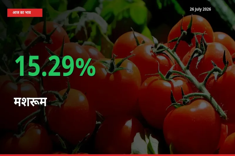 26 July अपडेट: मशरूम के दाम मंडी में 15.29% उछले