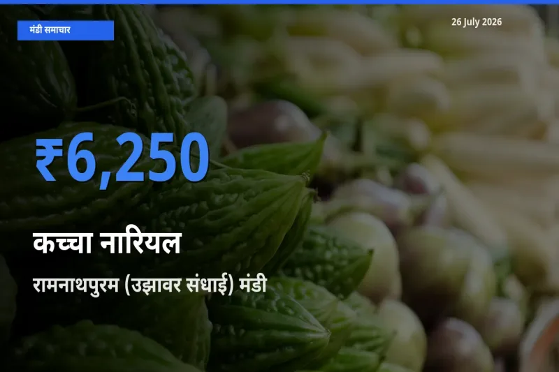 आज कच्चा नारियल के सबसे ऊँचे दाम ₹6,250 रामनाथपुरम (उझावर संधाई) मंडी में