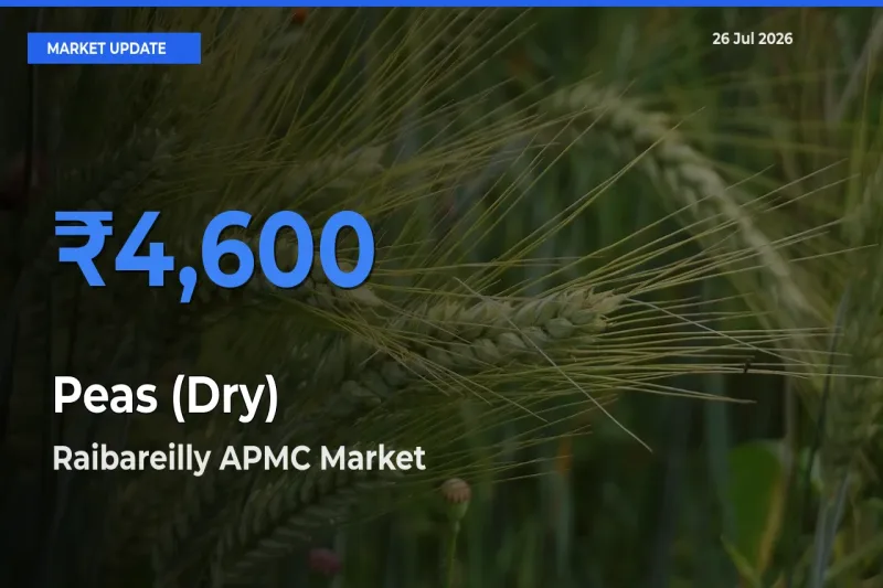 Market Watch: Raibareilly APMC Becomes Top Mandi for Peas (Dry)