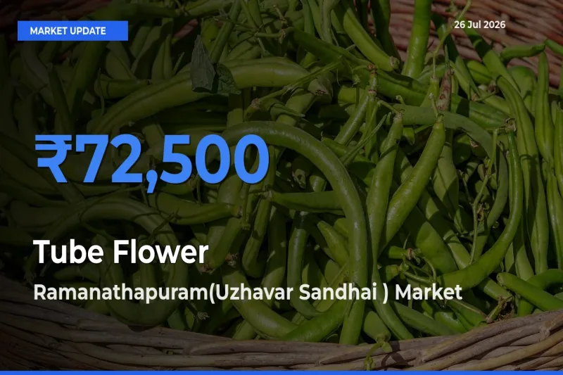 Ramanathapuram(Uzhavar Sandhai ) Offers ₹72,500 – Highest Tube Flower Rate Today