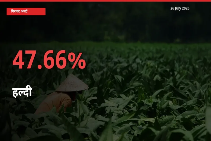 किसानों की चिंता बढ़ी! स्थानीय मंडी में हल्दी 47.66% गिरा