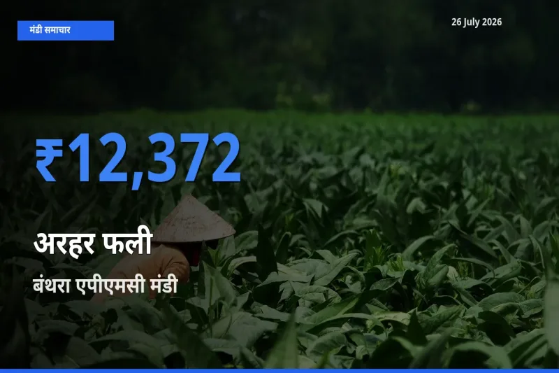 आज का मंडी भाव: अरहर फली के सबसे ज़्यादा दाम बंथरा एपीएमसी में