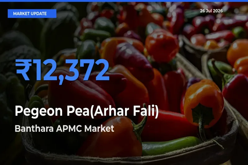 Top Performer! Banthara APMC Offers Best Pegeon Pea(Arhar Fali) Price Today