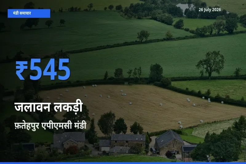 टॉप मंडी बना फ़तेहपुर एपीएमसी! जलावन लकड़ी के सबसे ऊँचे दाम यहीं दर्ज