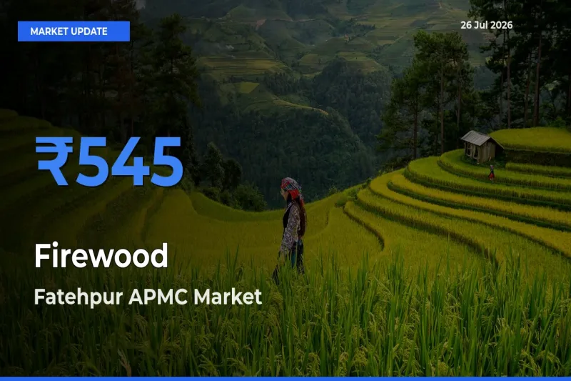 Fatehpur APMC Leads as Top Mandi for Firewood Prices