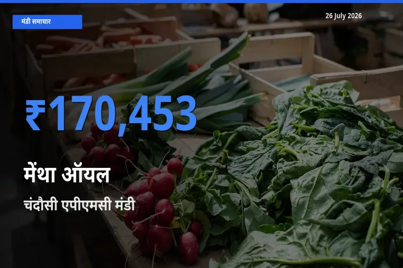 चंदौसी एपीएमसी मंडी में आज मेंथा ऑयल के सबसे ऊँचे दाम दर्ज