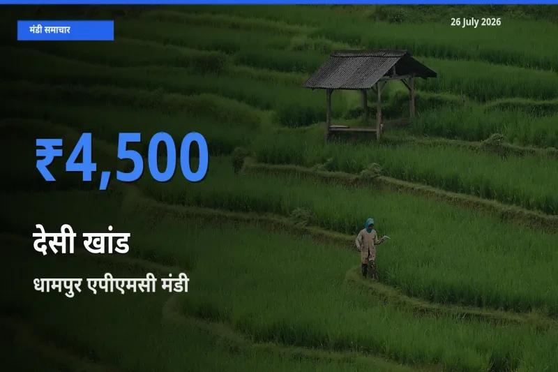 किसानों की पसंद बना धामपुर एपीएमसी, देसी खांड के सबसे अच्छे दाम