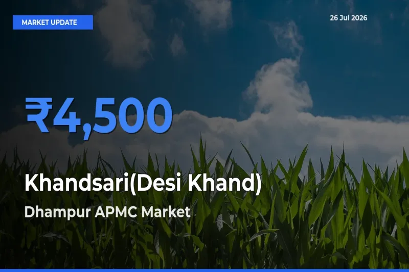 Dhampur APMC Offers ₹4,500 – Highest Khandsari(Desi Khand) Rate Today