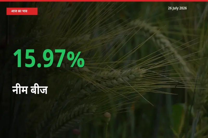 स्थानीय मंडी में नीम बीज के दाम अचानक 15.97% उछले, किसान सतर्क