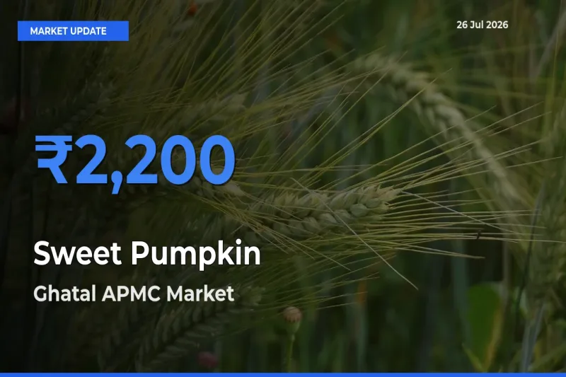 Top Performer! Ghatal APMC Offers Best Sweet Pumpkin Price Today