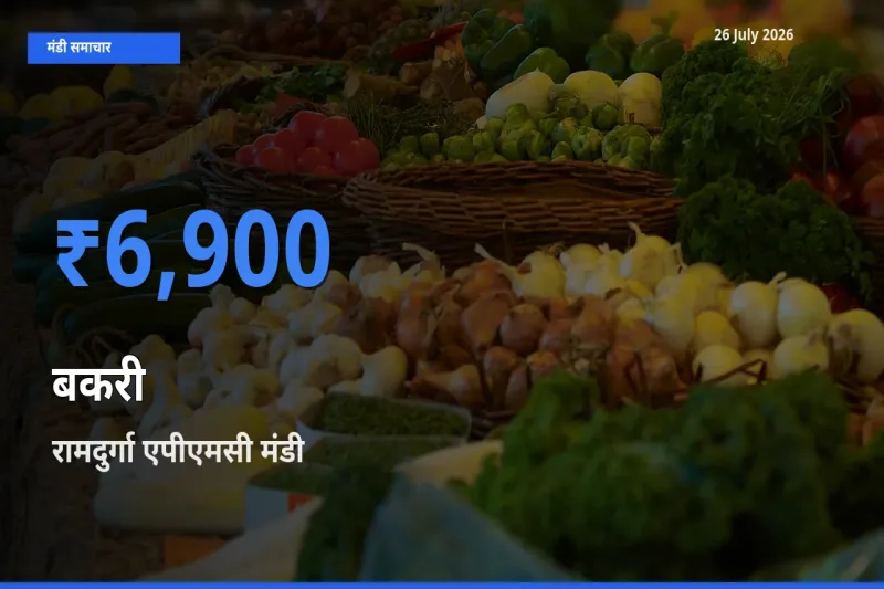 आज बकरी के सबसे ज़्यादा दाम रामदुर्गा एपीएमसी मंडी में दर्ज