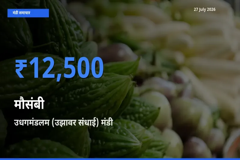 किसानों की पसंद बना उधगमंडलम (उझावर संधाई), नीलगिरी, तमिलनाडु, मौसंबी के सबसे अच्छे दाम