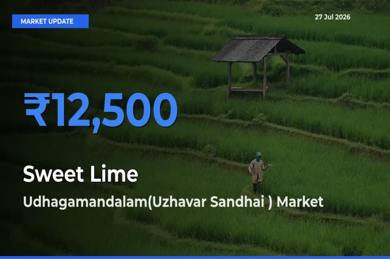 Udhagamandalam(Uzhavar Sandhai ), The Nilgiris, Tamil Nadu Records Highest ₹12,500 Rate for Sweet Lime