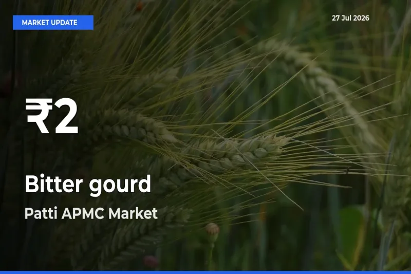 Bitter gourd Hits 30-Day Low in Patti APMC, Tarntaran, Punjab