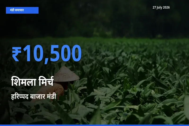 बाज़ार संकेत: हरिप्पद बाजार, अलाप्पुझा, केरलम बना शिमला मिर्च के लिए आज की टॉप मंडी