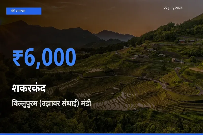 आज शकरकंद के सबसे ज़्यादा दाम विल्लुपुरम (उझावर संधाई), तमिलनाडु मंडी में दर्ज