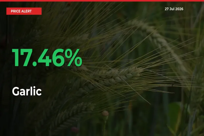 Garlic Prices Rise 17.46% in a Day at Major Mandis