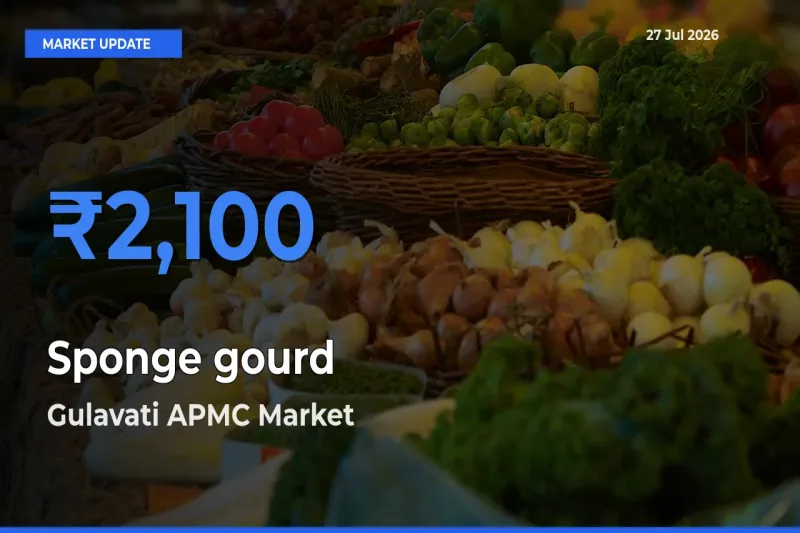 Top Performer! Gulavati APMC, Bulandshahar, Uttar Pradesh Offers Best Sponge gourd Price Today