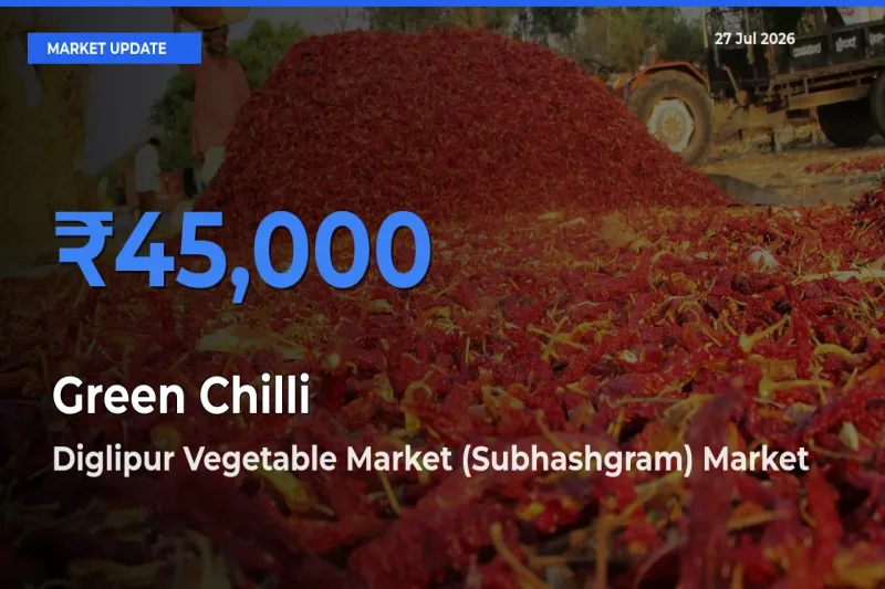Diglipur Vegetable Market (Subhashgram), North and Middle Andaman, Andaman and Nicobar Offers ₹45,000 – Highest Green Chilli Rate Today