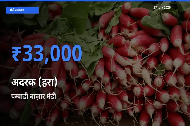 27 July अपडेट: अदरक (हरा) के सबसे ऊँचे दाम पम्पाडी बाज़ार, कोट्टायम, केरलम मंडी में