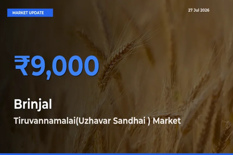 Top Performer! Tiruvannamalai(Uzhavar Sandhai ), Thiruvannamalai, Tamil Nadu Offers Best Brinjal Price Today