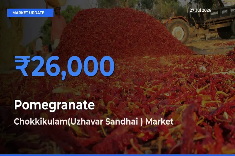 Chokkikulam(Uzhavar Sandhai ), Madurai, Tamil Nadu Offers ₹26,000 – Highest Pomegranate Rate Today
