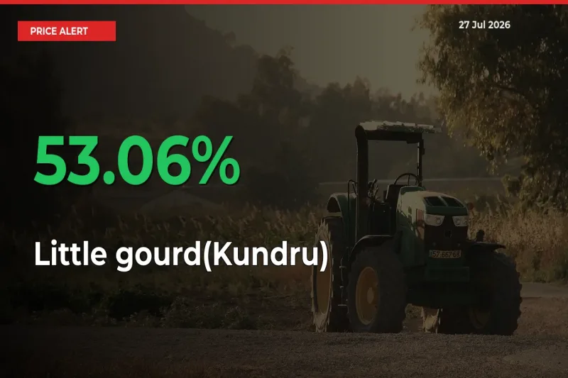 Little gourd(Kundru) Mandi Rate Today: Prices Jump 53.06% at Market