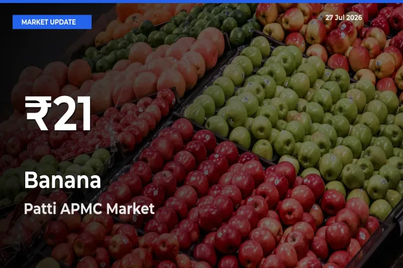 Why Banana Prices Slumped in Patti APMC, Tarntaran, Punjab – 30-Day Low Today