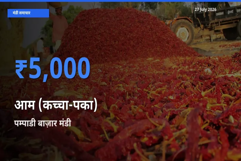 आज आम (कच्चा-पका) के सबसे ज़्यादा दाम पम्पाडी बाज़ार, कोट्टायम, केरलम मंडी में दर्ज
