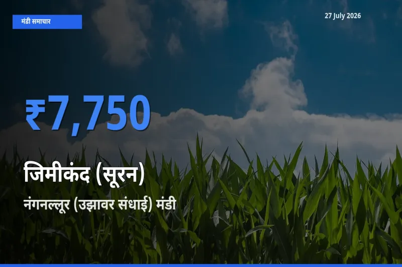 नंगनल्लूर (उझावर संधाई), चेंगलपट्टू, तमिलनाडु मंडी में आज जिमीकंद (सूरन) के सबसे ऊँचे दाम दर्ज