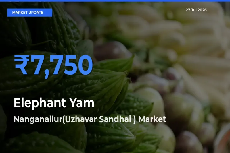 Nanganallur(Uzhavar Sandhai ), Chengalpattu, Tamil Nadu Emerges as Top Mandi for Elephant Yam Prices Today