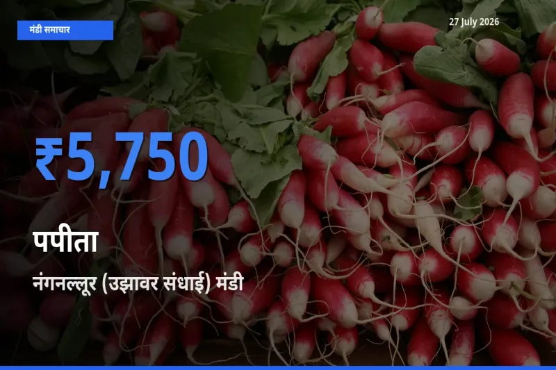 बाज़ार संकेत: नंगनल्लूर (उझावर संधाई), चेंगलपट्टू, तमिलनाडु बना पपीता के लिए आज की टॉप मंडी