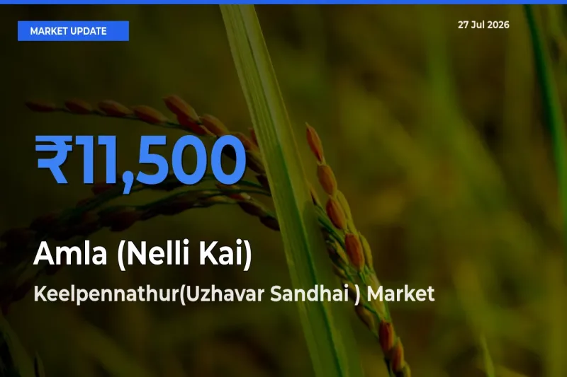 Keelpennathur(Uzhavar Sandhai ), Thiruvannamalai, Tamil Nadu Records Highest ₹11,500 Rate for Amla (Nelli Kai)