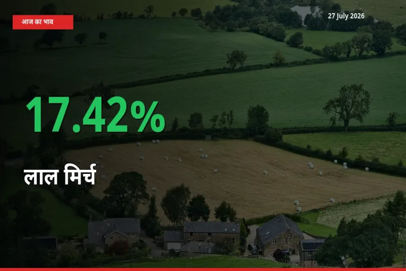 स्थानीय मंडी में लाल मिर्च के दाम अचानक 17.42% उछले, किसान सतर्क