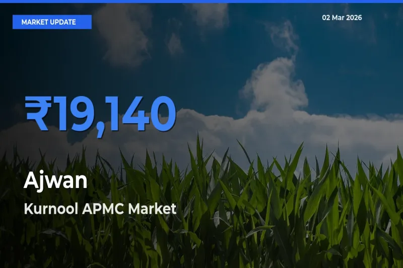 Top Performer! Kurnool APMC Offers Best Ajwan Price Today