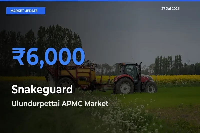 Ulundurpettai APMC, Villupuram, Tamil Nadu Leads as Top Mandi for Snakeguard Prices