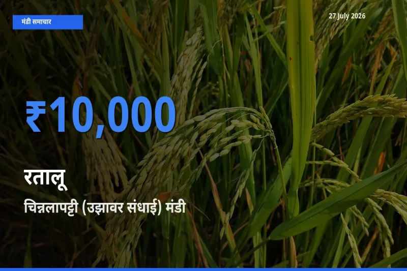 टॉप मंडी बना चिन्नलापट्टी (उझावर संधाई), डिंडीगुल, तमिलनाडु! रतालू के सबसे ऊँचे दाम यहीं दर्ज