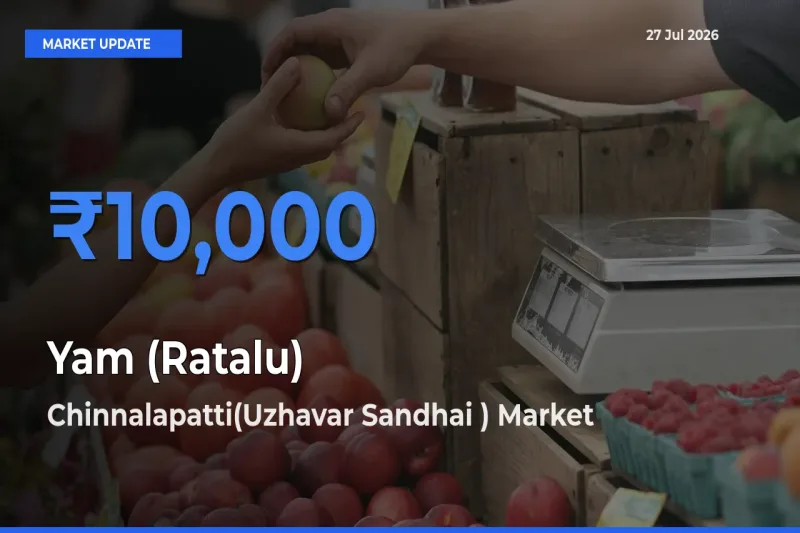 Chinnalapatti(Uzhavar Sandhai ), Dindigul, Tamil Nadu Tops Yam (Ratalu) Rates – July 27 Market Update