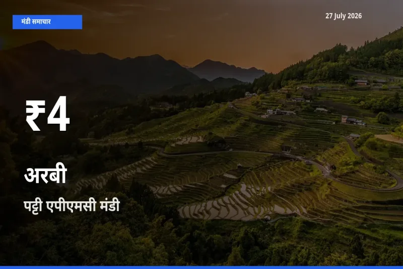 तेज़ गिरावट! पट्टी एपीएमसी, तरनतारन, पंजाब में अरबी के दाम 30 दिन के निचले स्तर पर