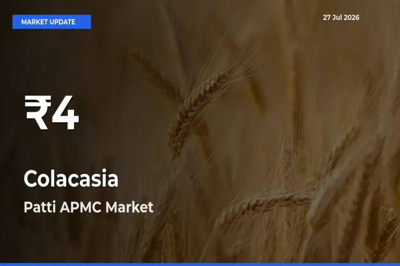 Colacasia Prices Touch 30-Day Low in Patti APMC, Tarntaran, Punjab – July 27 Update